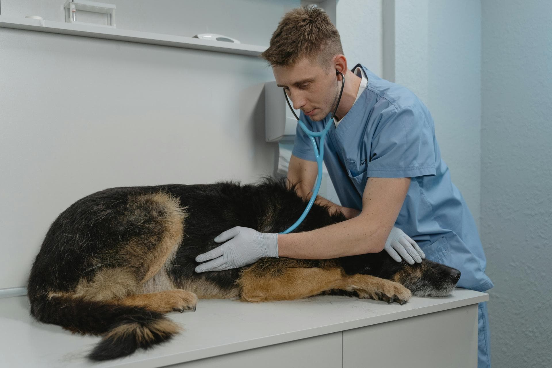 Best Vets in Chesapeake